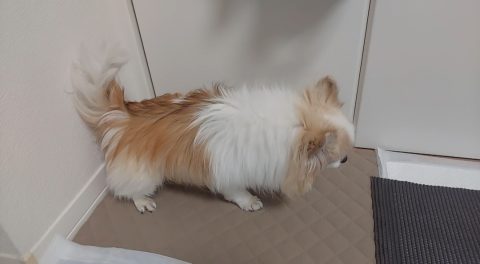 サラッキー・カットタイプ